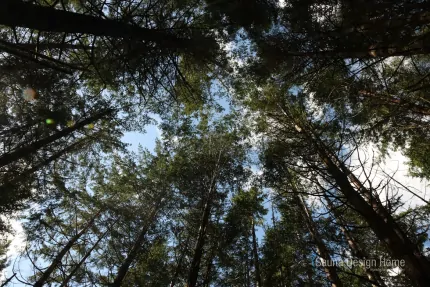 výběr materiálu sauna