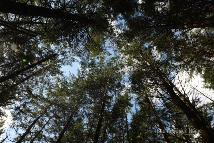 výběr materiálu sauna